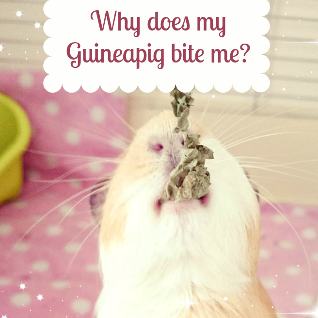 Why does my guineapig bite / nibble me 