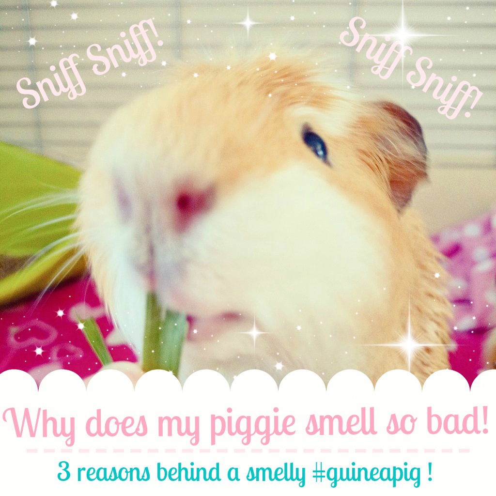 how to make guinea pigs smell better